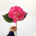 Single pink artificial hydrangea stem with green leaves held against white wall - Rose Red