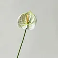 Kunstmatige witte anthuriumbloem met groene nerven en gele kolf voor decoratie - Cyaan