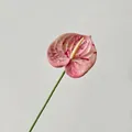 Realistische 3D-geprinte kunstmatige Anthurium bloem in roze gespikkeld voor interieur - Gevlekte Roze