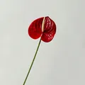 Kunstmatige rode anthuriumbloem in 3D-print met hartvormige bladeren voor decoratie - Rood