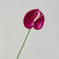 Realistische 3D-geprinte magenta Anthurium bloem met natuurlijke textuur en groene steel - Roze Paars