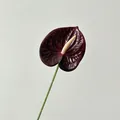 Realistische 3D geprinte bordeauxrode Anthurium kunstbloem met gele bloeikolf - Zwart Rood