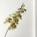 Artificial Phalaenopsis orchid in beige and light green with 9 heads and realistic petals - Matcha Green