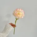 Artificial carnation in pink and cream held by hand for cozy room decoration - Gradient Pink
