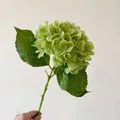 Realistic single stem green 3D hydrangea with 176 petals and textured green leaves - Dark Green