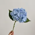Tallo único de hortensia artificial azul claro realista con hojas verdes - Azul claro