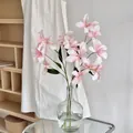 Rosafarbene und weiße Renanthera Orchidee in Glasvase für elegante Heimdekoration - Hellrosa