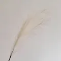 Roseau artificiel blanc crème unique avec texture de plumes pour décor floral - Blanc