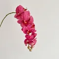 Single stem of realistic magenta Phalaenopsis orchid with delicate petals and buds - Bean Paste Red