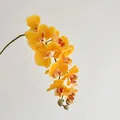 Realistic yellow Phalaenopsis orchid silk flower spray with high-quality touch coating - Yellow