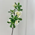 Rama de Pittosporum artificial con flores blancas para decoración del hogar - Blanco