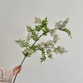 Einzelner realistischer weißer Sophora-Zweig mit grünen Blättern für die Deko - Weiß