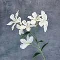 Artificial white orchid branch with five blooming silk heads and green leaves - White