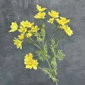 Leuchtend gelbe künstliche Kosmosblume mit 21 Köpfen und realistisch beflockten Stielen - Gelb