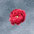 Tête de pivoine artificielle rouge foncé avec pétales en tissu pour artisanat de bricolage - Rouge