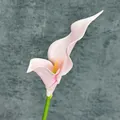 Single light pink EVA calla lily with yellow spadix on a textured grey background - Light Pink