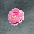 Tête de pivoine rose en dégradé pour décoration de mariage DIY en tissu de soie doux - Rose foncé
