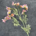 Einzelner Stiel mit 21 rosa Seidenkosmeen-Blüten, gelber Mitte und grünen Blättern - Rosa