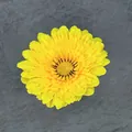 Artificial yellow daisy flower head with dense silk petals for DIY headwear and home decor - Yellow
