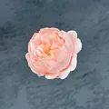 Pink artificial silk peony flower head for wedding DIY decor on stone background - Pink Champagne