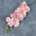 Roze en gele vlinderorchidee tak met levensechte knoppen en realistische bloembladen - Pink Yellow Gradient (No.8)