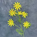 Single stem of realistic artificial yellow daisies with green pinnate leaves on grey fabric - Yellow