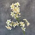 Branche de clématite artificielle blanc crème avec étamines vertes pour décor - Champagne