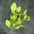Artificial green pomelo leaves with multiple branches for home decor and floral design - Green