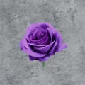 Künstliche tiefviolette Samtrosenblüte für Hochzeitsdeko und Bastelarbeiten - Lila