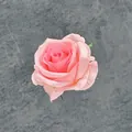 Einzelner rosa Kunstrosenkopf aus Samt mit grünen Blättern für die Hochzeitsdeko - Rosa Herz