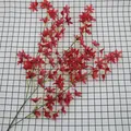 Realistic artificial Oncidium dancing orchid stems in vibrant red for wedding decor - Red