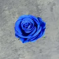 Testa di rosa artificiale in seta blu scuro con petali di tessuto stratificati - Blu Zaffiro