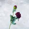 Artificial vintage burgundy rose spray with realistic burnt edges and two flower heads - Dark Red