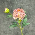 Pink and cream faux peony silk flower stem with one blooming head and a small bud - Lavender