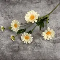 Single stem cream white artificial daisy with six heads on a grey stone surface - Champagne