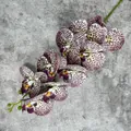 Single artificial orchid branch with purple leopard spots on grey texture base - No.5 Purple Brown