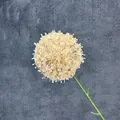 Crèmewitte kunstmatige alliumbloem met ronde bloemkop op een donkere textuurachtergrond - Champagne