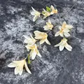 Realistische künstliche Magnolienblüte in Cremeweiß für Hochzeit und Heimdekoration - Champagner