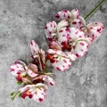 Single stem of white artificial butterfly orchid with purple spots and yellow center - No.8 Rose Red Dotted