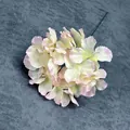 Realistischer Hortensien-Blütenkopf mit creme-rosa Farbverlauf für Dekorationen - Ohne Stiel / Champagnerrosa