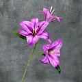 Lis violet 3D réaliste avec trois têtes de fleurs épanouies et texture détaillée - Violet