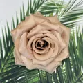 Draufsicht auf champagnerrosa Seidenrosenkopf mit Schichtblütenblättern und grünen Blättern - Dunkelbraun