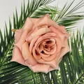 Detailansicht eines champagnerrosa künstlichen Rosenkopfs mit realistischer Seidentextur - Hellkaffee