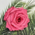 Nahaufnahme eines 10 cm großen realistischen magentafarbenen Seidenrosenkopfs mit Textur - Tiefes Rosenrot