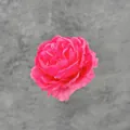 Tête de rose artificielle en soie magenta pour décorations de mariage DIY - Rouge Rose