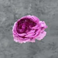 Artificial purple peony flower head made of layered fabric for DIY wedding decor - Deep purple