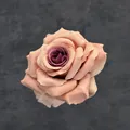 Künstlicher 10cm Rosenkopf in Altrosa und Dunkelviolett für DIY-Hochzeitsdekorationen - Purpurherz-Kaffee