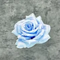Künstlicher hellblauer Seidenrosenkopf für Tortendeko und DIY-Blumenarrangements - Himmelblau