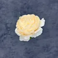 Single cream yellow faux peony flower head in silk fabric for DIY crafts and wedding decor - Champagne