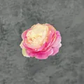 Artificial cream and pink gradient peony flower head for DIY wedding decor - Hot Pink